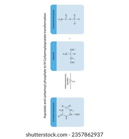 Biotransformation of Aspratate and carbamoyl phosphate to N-Carbamoylaspratate via enzymatic synthesis. Skeletal formula diagram showing metabolism of biochemical molecules for science and education. 