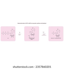 Biotransformation of ATP to AMP via enzymatic synthesis and hydrolysis. Skeletal formula diagram showing metabolism of biochemical molecules for science and education. horizontal orientation. pink.