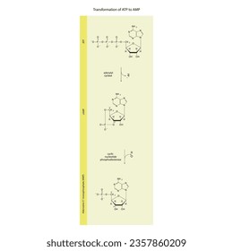 Biotransformation of ATP to AMP via enzymatic synthesis and hydrolysis. Skeletal formula diagram showing metabolism of biochemical molecules for science and education. vertical orientation. yellow.
