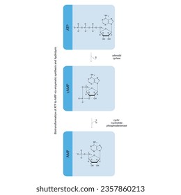 Biotransformation of ATP to AMP via enzymatic synthesis and hydrolysis. Skeletal formula diagram showing metabolism of biochemical molecules for science and education. vertical orientation. blue.