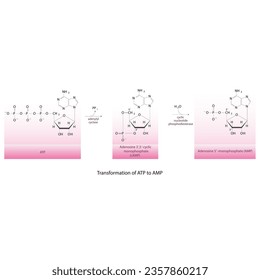 Biotransformation of ATP to AMP via enzymatic synthesis and hydrolysis. Skeletal formula diagram showing metabolism of biochemical molecules for science and education. horizontal orientation. pink.