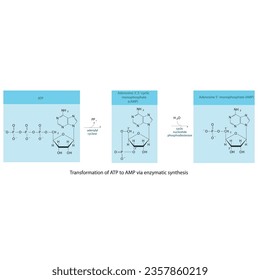 Biotransformation of ATP to AMP via enzymatic synthesis and hydrolysis. Skeletal formula diagram showing metabolism of biochemical molecules for science and education. horizontal orientation. blue.