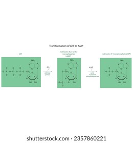 Biotransformation of ATP to AMP via enzymatic synthesis and hydrolysis. Skeletal formula diagram showing metabolism of biochemical molecules for science and education. horizontal orientation. green.