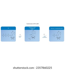 Biotransformation of ATP to AMP via enzymatic synthesis and hydrolysis. Skeletal formula diagram showing metabolism of biochemical molecules for science and education. horizontal orientation. blue.