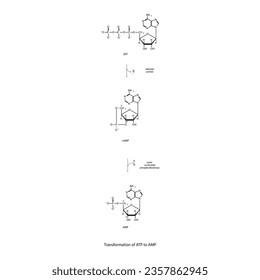 Biotransformation of ATP to AMP via enzymatic synthesis and hydrolysis. Skeletal formula diagram showing metabolism of biochemical molecules for science and education.