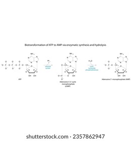 Biotransformation of ATP to AMP via enzymatic synthesis and hydrolysis. Skeletal formula diagram showing metabolism of biochemical molecules for science and education. 