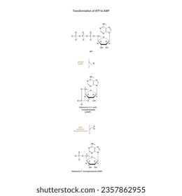 Biotransformation of ATP to AMP via enzymatic synthesis and hydrolysis. Skeletal formula diagram showing metabolism of biochemical molecules for science and education. 