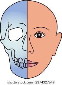 Bipartite diagram of human facial surface and bones