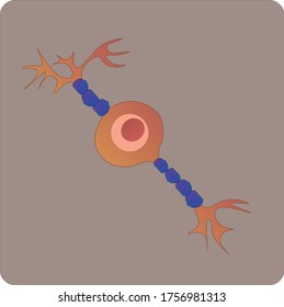bipolar neuron. structural and functional unit of the nervous system. vector.
