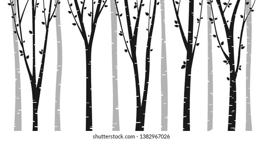 Birch or aspen tree forest design. Seamless vector background with birch forest. Interior wall decoration. 