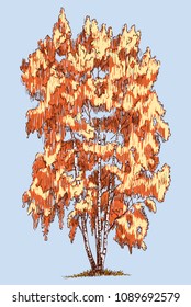 A birch in the autumn season