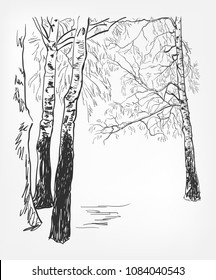 birch background vector sketch