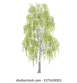 Birch (Betula L.), spring or summer, green foliage, the color vector image on a white background