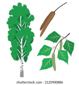 Birch (Betula L.), spring or summer, green foliage, the color vector image on a white background, birch earrings, leaf