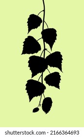 Birch. Black silhouette of a hanging birch branch with leaves isolated on a light green background. Vector illustration.