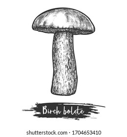 Birch bolete or rough-stemmed mushroom, scaber stalk sketch. Hand drawn wood or forest shroom. Autumn fungus or fall fungi. Edible plant icon. Vector hand drawn illustration of vegetarian food