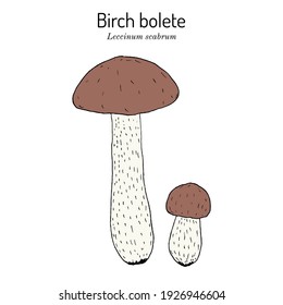 Birch bolete or scaber stalk (Leccinum scabrum), edible mushroom. Hand drawn botanical vector illustration