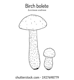Birch bolete or scaber stalk (Leccinum scabrum), edible mushroom. Hand drawn botanical vector illustration