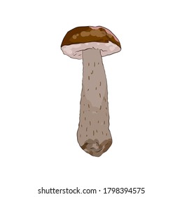 Birch-Boletus-Wald-Pilz mit Stem und Cap einzeln auf weißem Hintergrund, Vektorgrafik