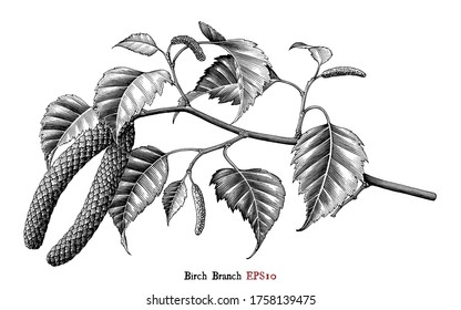 Birch Branch botanical hand drawing vintage style black and white clip art isolated on white background