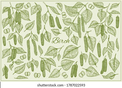 Birch branch with catkins leaves, flowers and seeds. Vector isolated illustration. Sketch elements set.