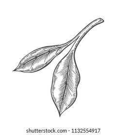 Birch branch and larch branch vector. Hand drawn. Botanical sketch.