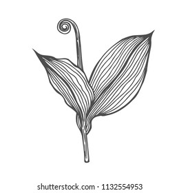 Birch branch and larch branch vector. Hand drawn. Botanical sketch.
