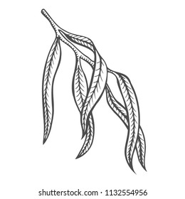 Birch branch and larch branch vector. Hand drawn. Botanical sketch.