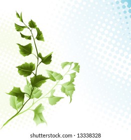 birch branch with leaves