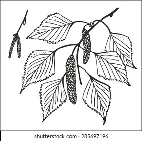 Birch branches with catkins and leaves vector illustration, hand drawn natural tree drawing