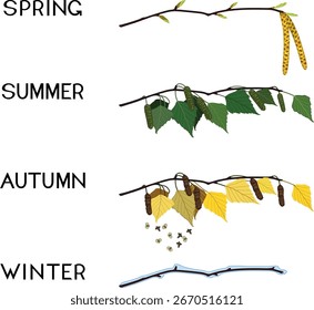 Birkenzweige zu vier Jahreszeiten: Frühling, Sommer, Herbst, Winter. Konzeptänderung der Jahreszeiten	
