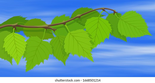 Birch branches on a background of blue sky, young green leaves. Bright spring background, vector illustration