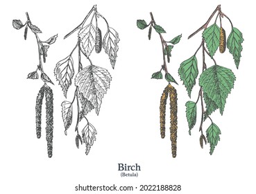 Birch. Colorful vector hand drawn plant. Vintage medicinal sketch