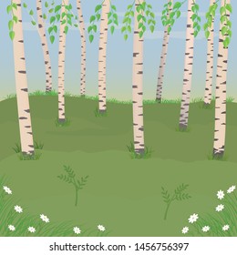 Birch forest, background for design. Vector birch with leaves.