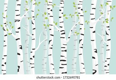 Birch forest background. Spring birch green young leaves spotty bark on tree black vector spots white trunk, romantic seasonal park april grove background revived spring.