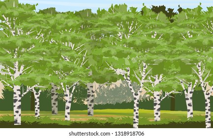 Birch forest. The nature of Europe, Russia, Scandinavia, USA and Canada. Realistic Vector Landscape