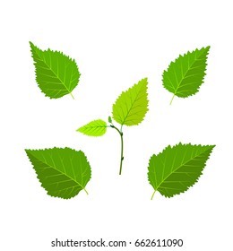 Birch green leaves and sprout set vector illustration