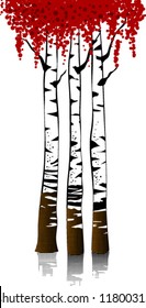 The birch grove