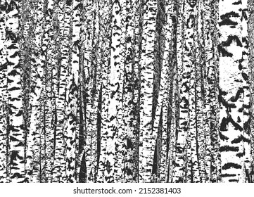 Birch grove. Black and white vector background of birch trunks. Realistic illustration of a birch forest.