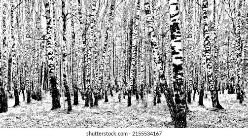 Birch grove. Black and white vector background of birch trunks. Realistic illustration of a birch forest.