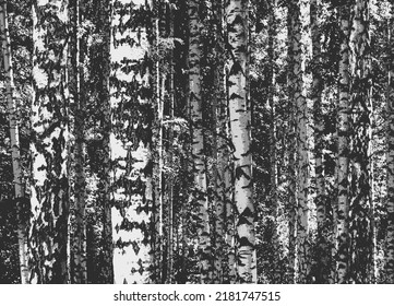 Birch grove. Black and white vector background of birch trunks. Realistic illustration of a birch forest.