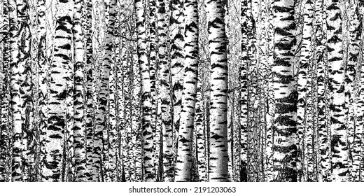 Birch grove. Black and white vector background of birch trunks. Realistic illustration of a birch forest.