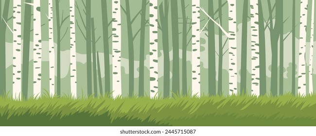 Birch grove. Panoramic landscape of a birch forest with green grass. Birch tree trunks. Vector illustration for banner, poster, print or design.