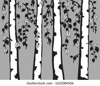 Birch grove silhouette. Birch or aspen tree forest design. Custom tree wall decals for woodland room theme. Interior wall decoration. Vector floral flat design. Simple black and white pattern. 