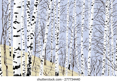 birch grove in the spring