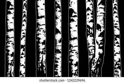 
Birch Grove. Vector background. Hand drawn vector illustration in sketch style. Image of nature on black background.