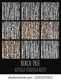 Birch grove vector illustration set. Betula pendula Roth is the Latin name for birch. Birch trees background for you design.
