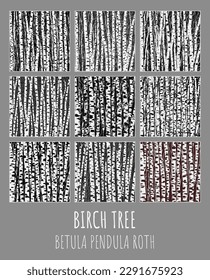 Conjunto de ilustraciones vectoriales de Birch grove. Betula pendula Roth es el nombre latino para el abedul. Los árboles de birch son el fondo para tu diseño.
