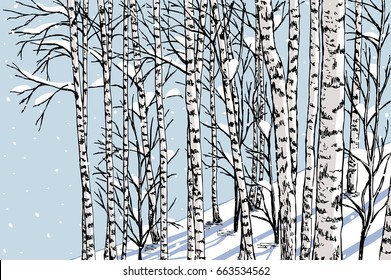  birch grove in the winter