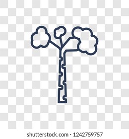 Birch icon. Trendy linear Birch logo concept on transparent background from Nature collection